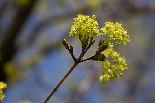 early spring, leaves emerging
