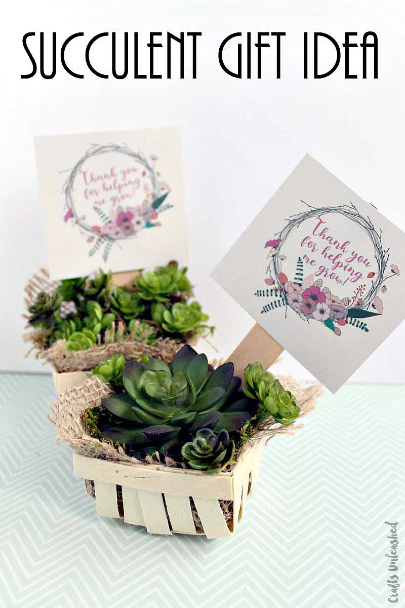 Succulent Gift idea - Consumer Crafts