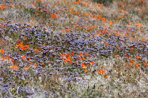 phacelia and poppies