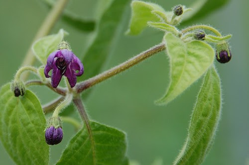 flowers on the Rocoto chilli