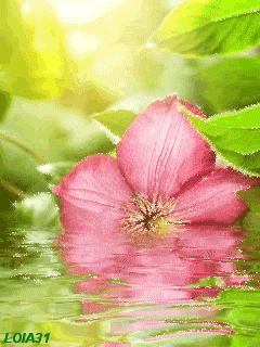 Цветок в воде