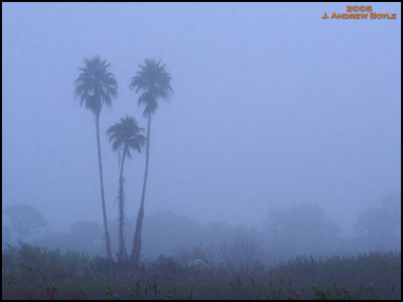 Foggy Morning