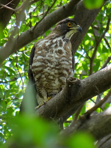 鳳頭蒼鷹/無限台南