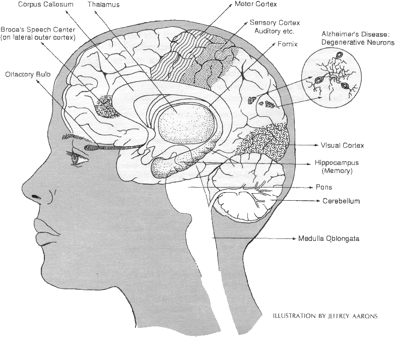 brain