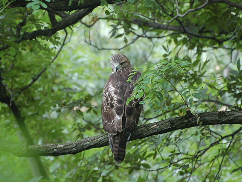 Red-Tail Fledgling