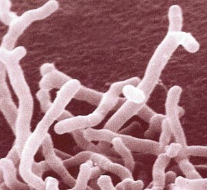 بحث عن البكتيريا اول ثانوي