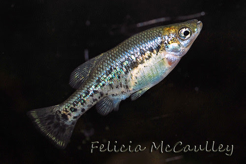 Ameca splendens Goodeid male