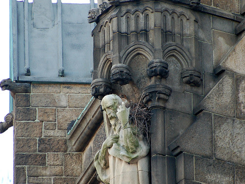 Red-Tailed Hawk in Cathedral Nest