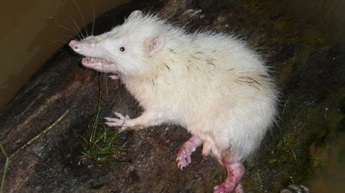moonrat1 10 Mammals You Never Knew Existed