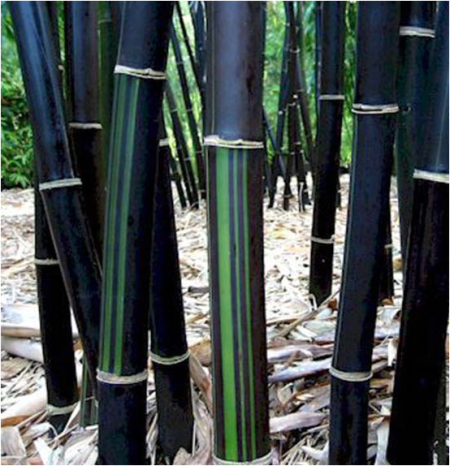 BambooFoundation Menggali Peluang Ekspor untuk Produk 