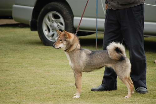 Shikoku Female