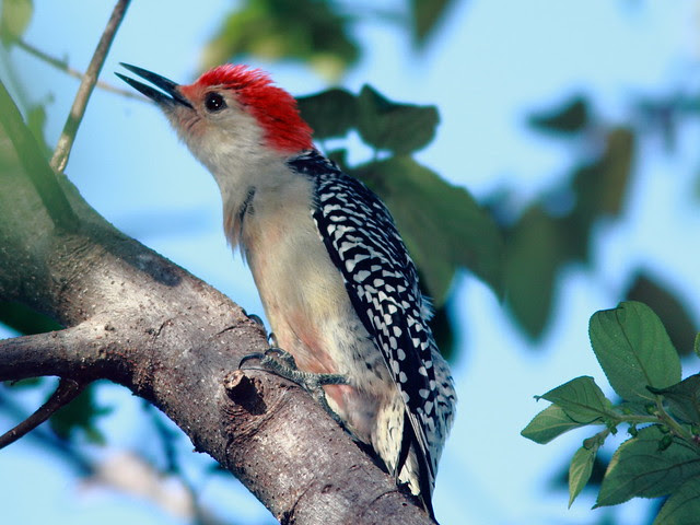 Red-bellied Woodpecker 2-20110916