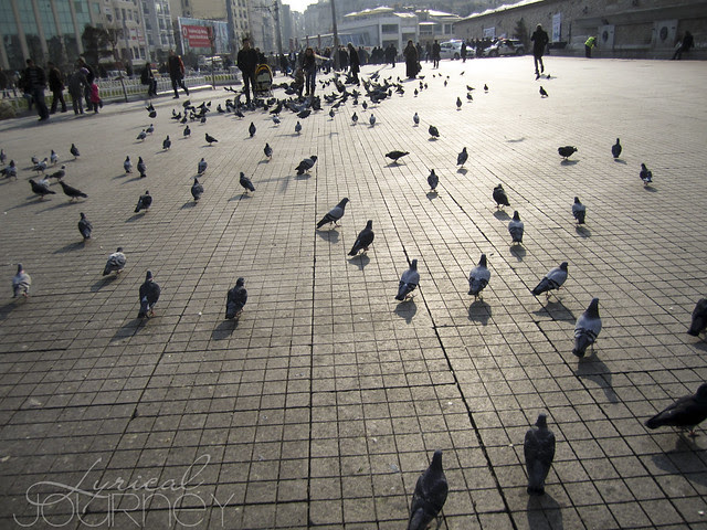 Birds on the Square