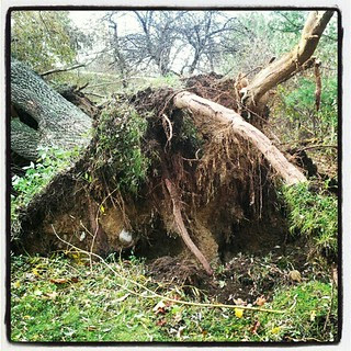 Close up of one of the #weepingwillow #trees #roots #uprooted #Sandy #storm #damage #newhampshire #backyard #fall
