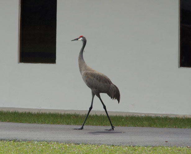 Sandhill Crane