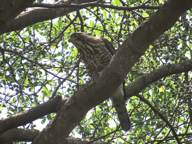 鳳頭蒼鷹/無限台南
