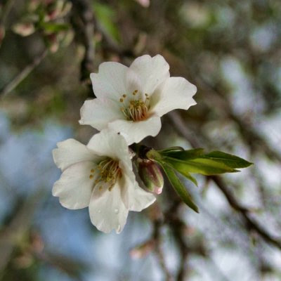 20060225-vs-8421 Ameixieira - Prunus domestica