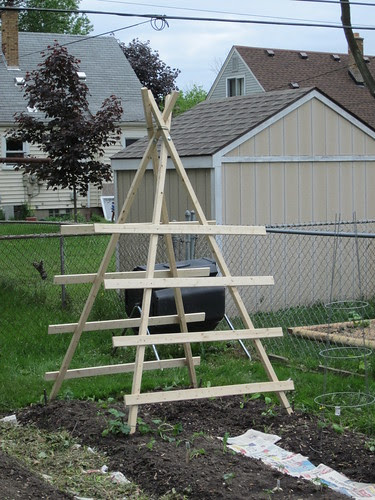Squash Trellis