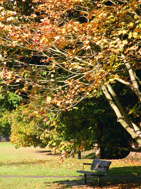 A Seat In the Park