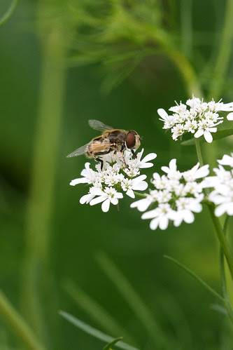 bee on cilantro flower