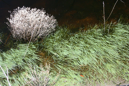 water plants