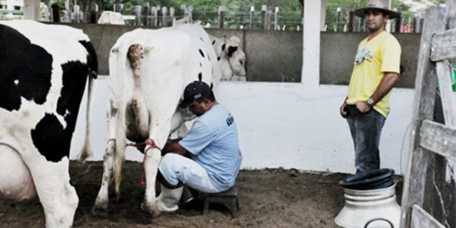 Dos produtores beneficiados pela compra do leite, 87,1% são da agricultura familiar (Foto: Emater)