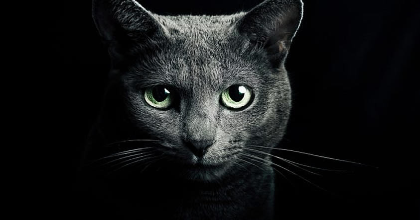Gato: Protector de su hogar contra fantasmas y espíritus negativos Gato: Protector de su hogar contra fantasmas y espíritus negativos