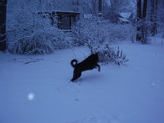 cody backyard snow 007