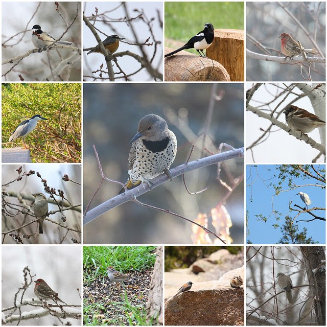 2013 Birds