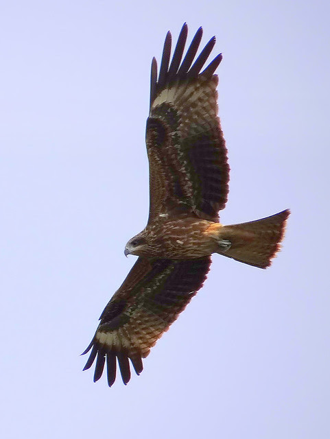 黑鳶、老鷹/無限台南