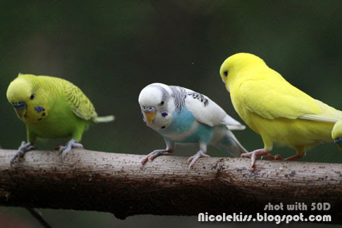 parakeets trio