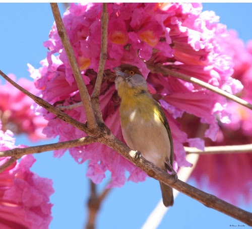 Série: Festa no Ipê-roxo Bola (Tabebuia impetiginosa) - Pitiguari ou Gente-de-fora-vem (Cyclarhis gujanensis) - Series: Party at the Pau D'Arco Bark - Rufous-browed Peppershrike - 13-07-20 IMG_20080713_7642