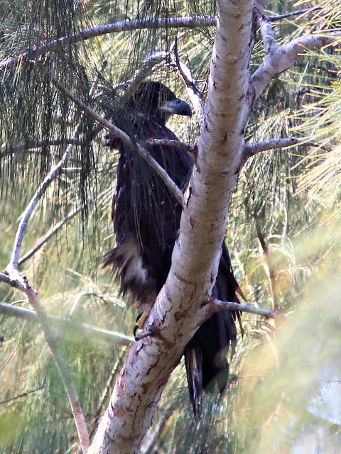 Eaglet 20130402