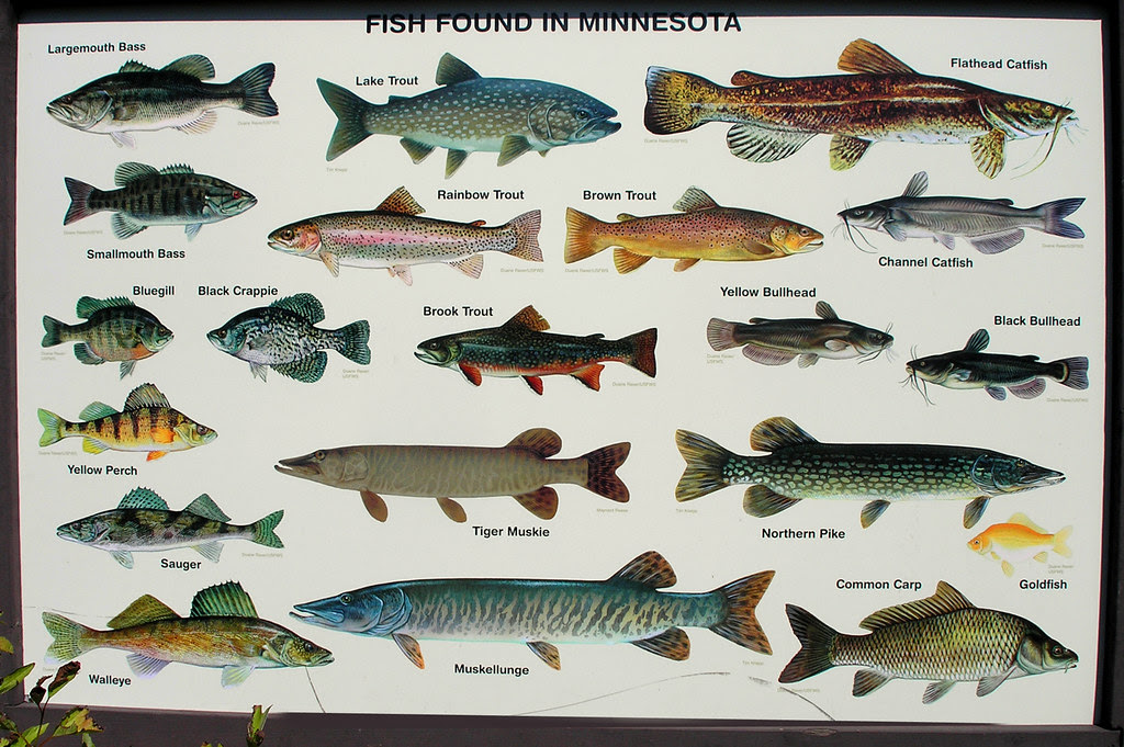 Minnetonkascenes: Minnesota Fish - DNR State Fair Sign