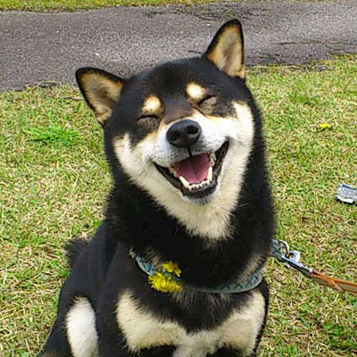 壮大 笑っ て いる 犬 すべての動物の絵