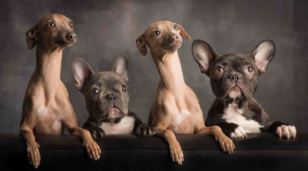 French Bulldog Italian Greyhound Mix