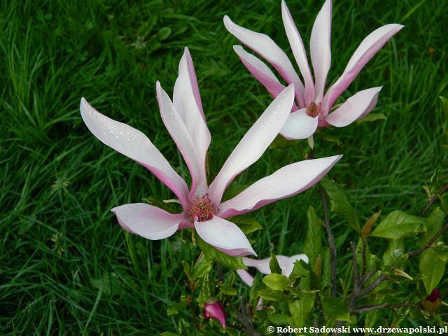Magnolia Susan kwiaty