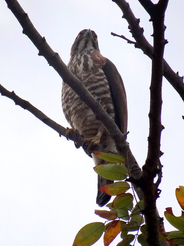 鳳頭蒼鷹/無限台南