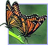 pair of monarch butterflies