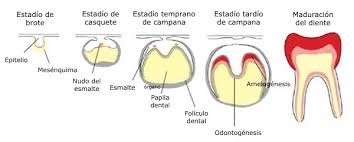 Etapas de la embriología Dentaria