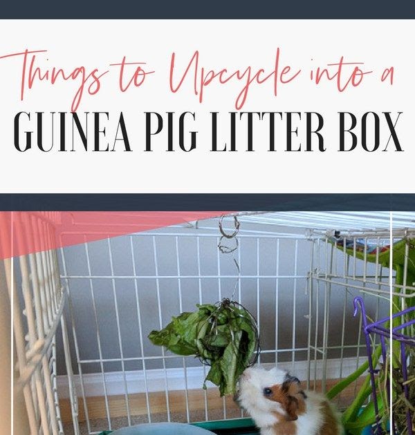 Cheap Guinea Pig Bedding - BED DECOR