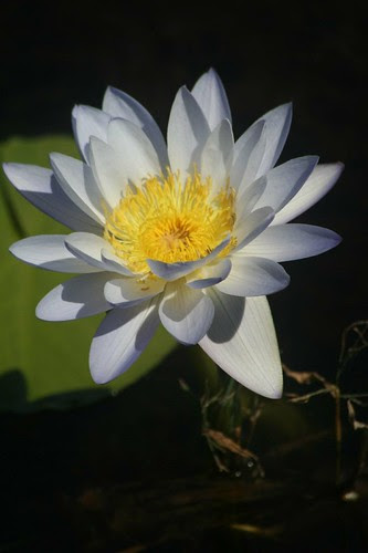 Water Lily at Fogg Dam