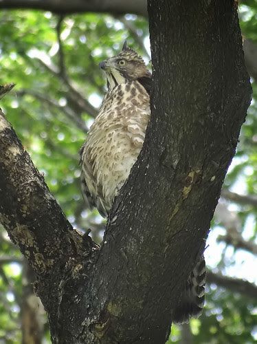 鳳頭蒼鷹/無限台南