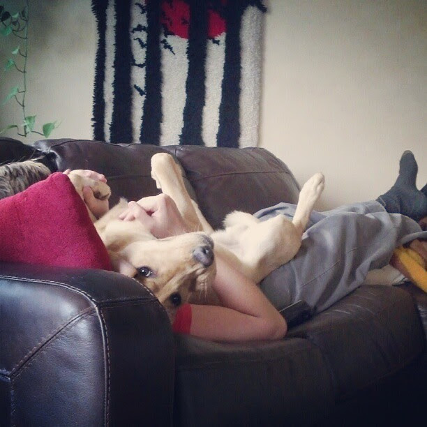 Puppysnugs #dog #puppy #couch #love