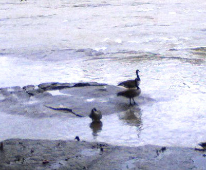 Geese on the rocks