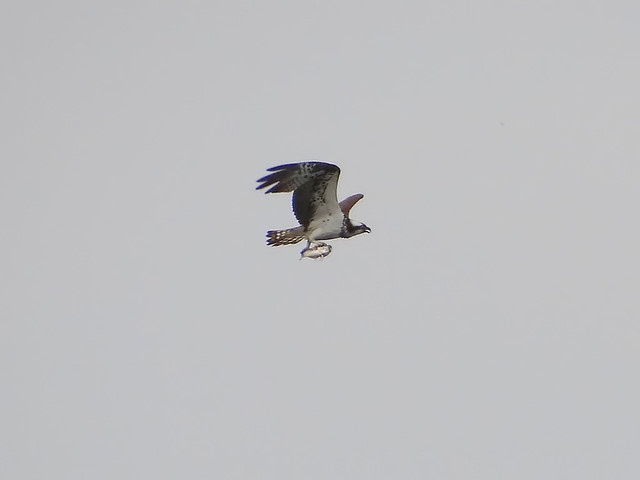 黑鳶、老鷹/無限台南