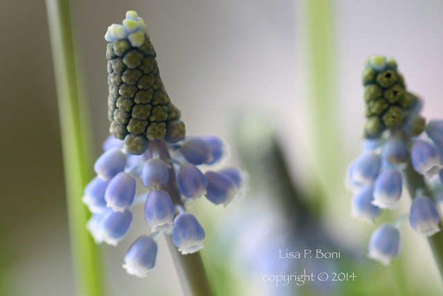 Grape Hyacinths 01