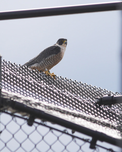 Ed Gaillard: birds &emdash; Peregrine Falcon, Randall's Island