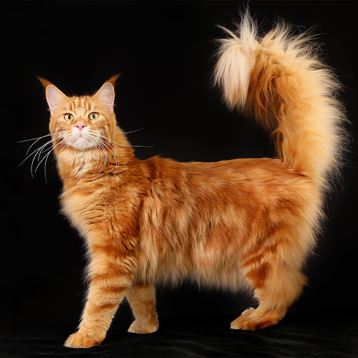 My Maine Coon World