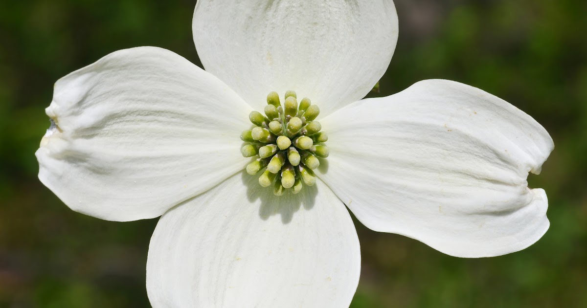 Bouquets of the USA North Carolina Flowering dogwood